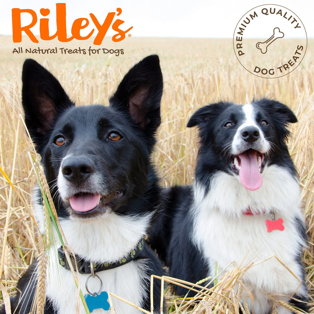 Riley's Pill Wrap for Dogs - Delicious Cheese & Bacon Flavored Pill Paste /Wrap Pills, Capsules, Tablets in a Pocket or Pouch to Mask The Taste & Make Pill Time Easy - 4.2 oz