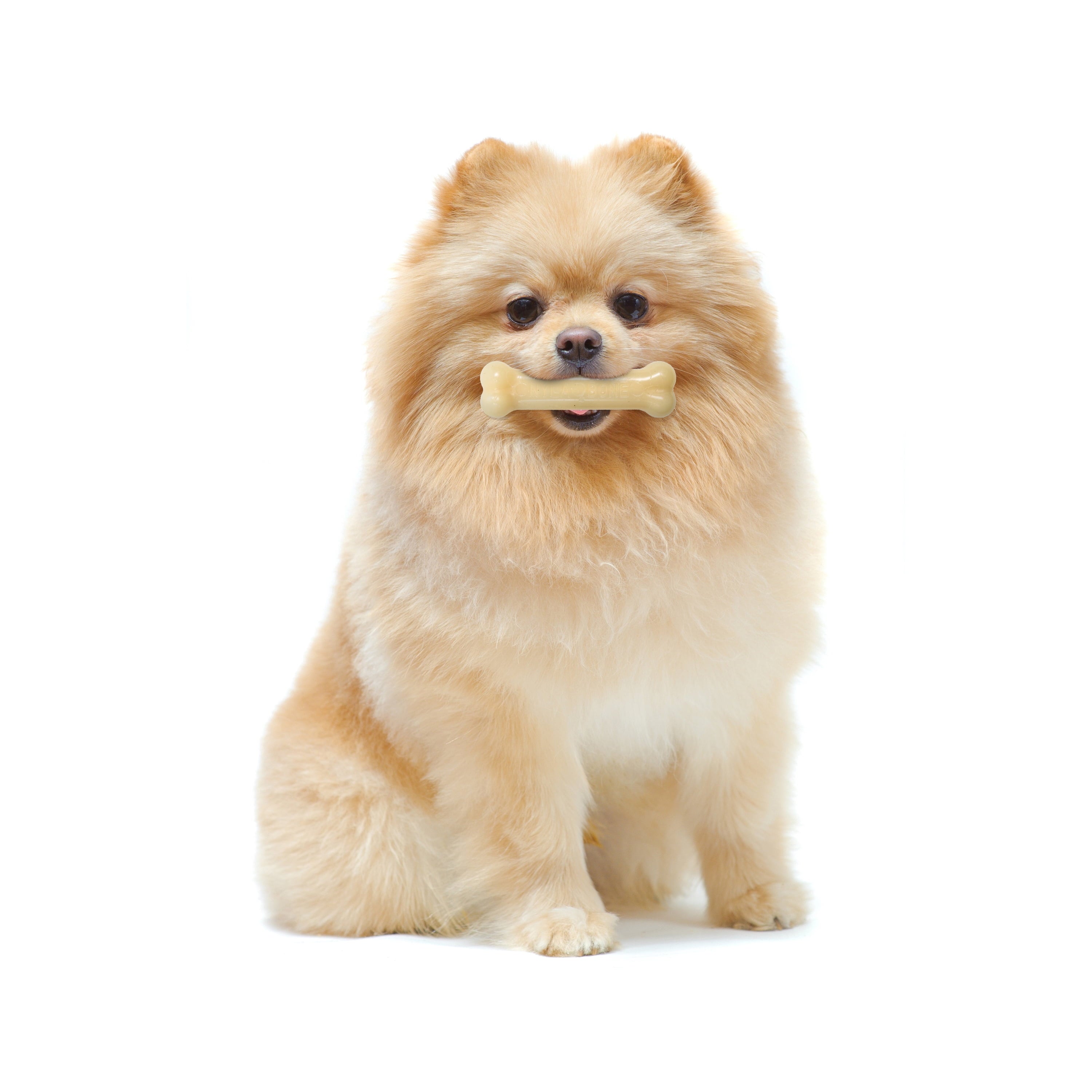 Nylabone Power Chew Dura Chew Original Flavored Bone Chew Toy, Petite