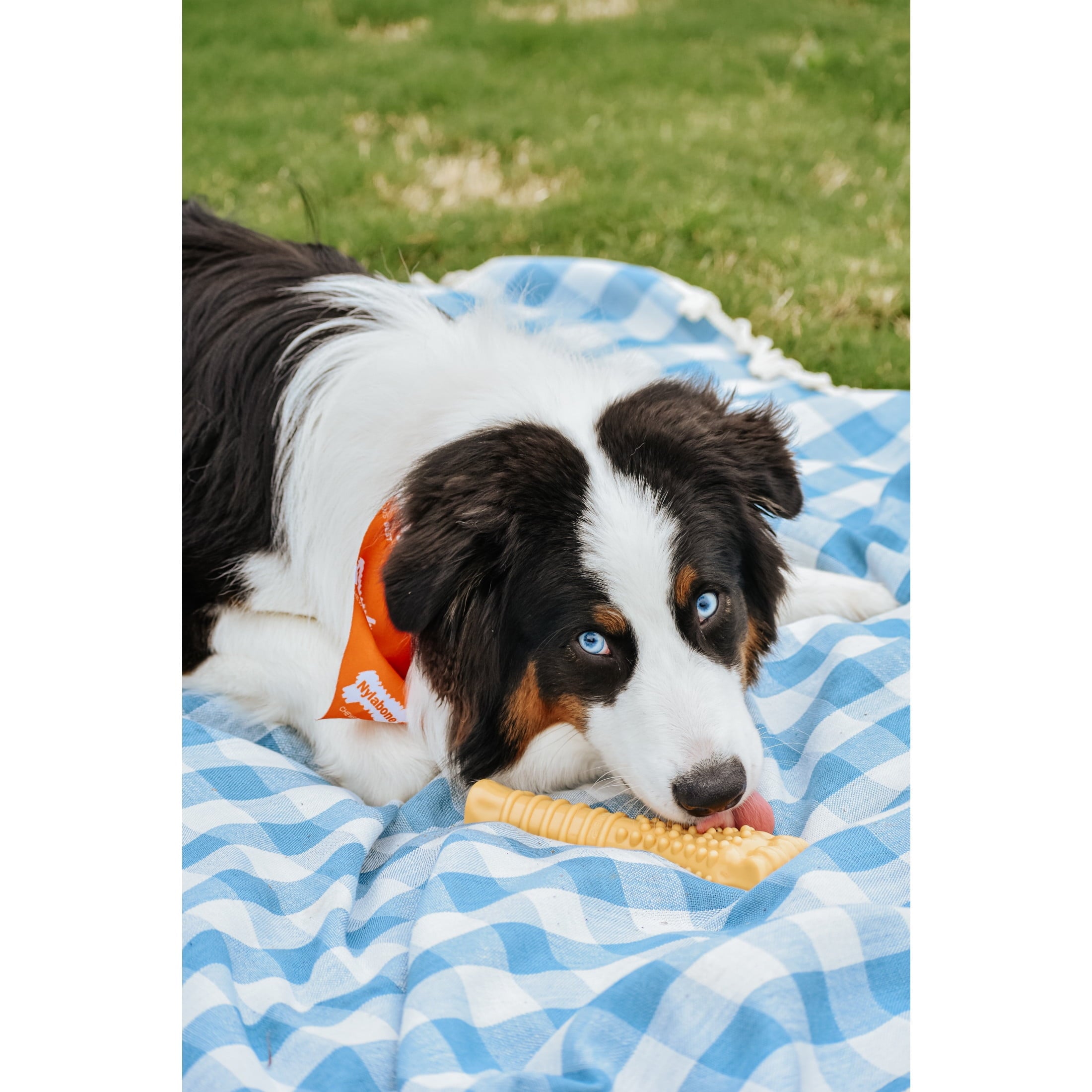 Nylabone Power Chew Textured Knuckle Bone Chew Toy Peanut Butter X-Large (1 Count)