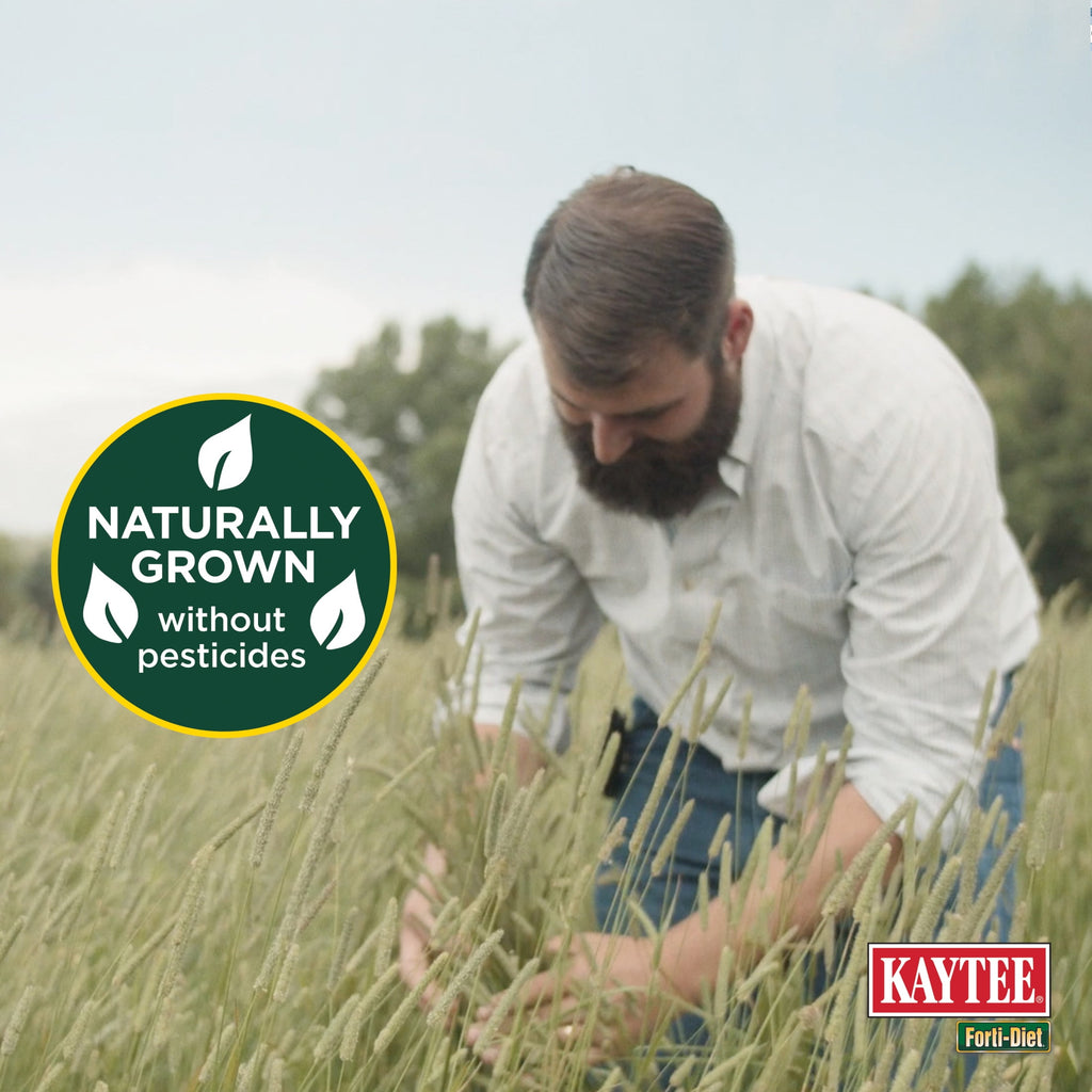 Kaytee Forti-Diet All Natural Timothy Hay , 96 ounce